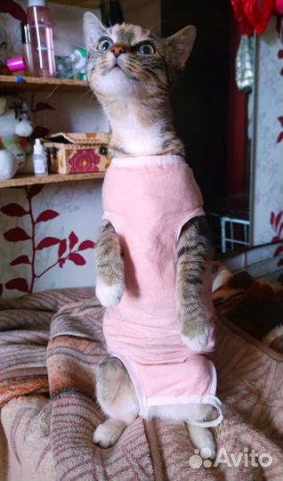 Кошка котёнок балерина