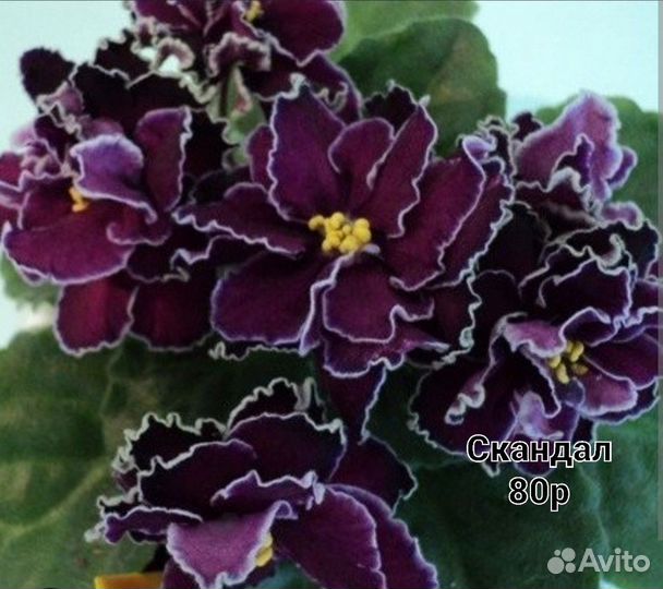 Фиалки сортовые