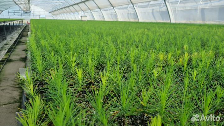 Сеянцы сосны зкс