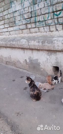 Котята