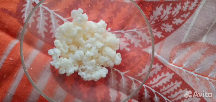 Тибетский молочный гриб