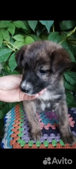 Милый щенок