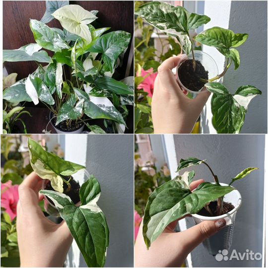 Комнатные растения