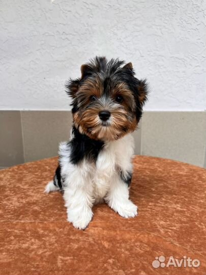 Бивер супер щенки