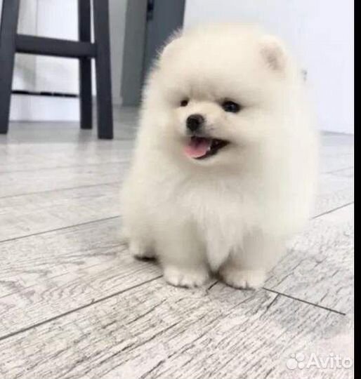 Щеночки Шпица