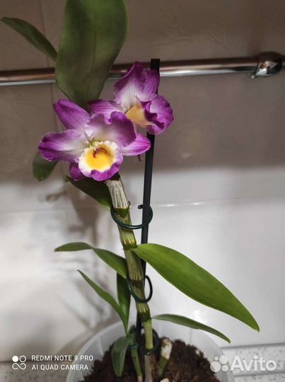 Орхидея дендробиум