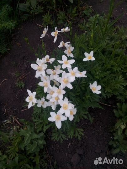 Красивые,лечебные цветы-многолетки.Ирисы сортовые