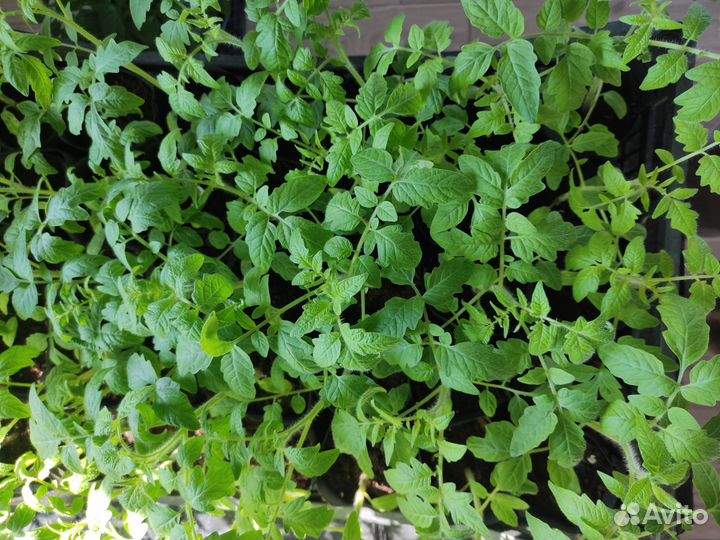 Рассада перца, баклажан, томатов, капусты