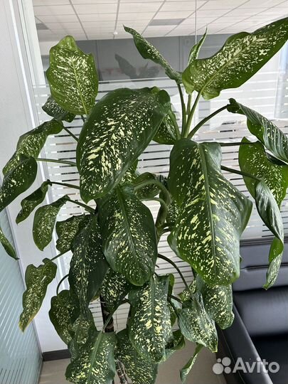 Дифенбахия 2,1 метра