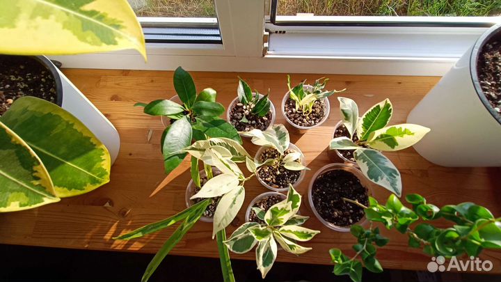 Фикусы/ обновлён