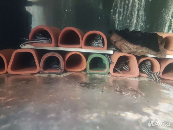 Номерные сомы L