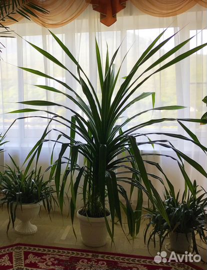 Пышный ухоженный панданус (винтовая пальма)