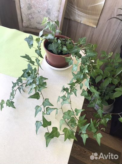 Плющ хедера. Фото материнское