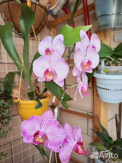 Орхидея фаленопсис разные