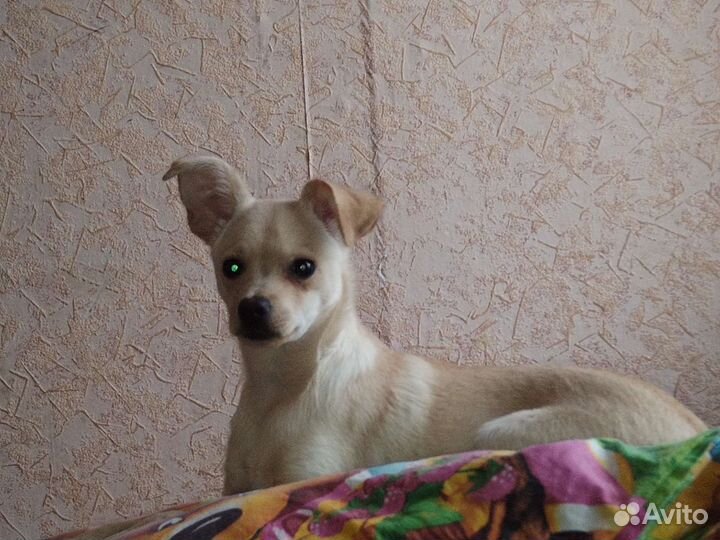 Вязка чихуахуа