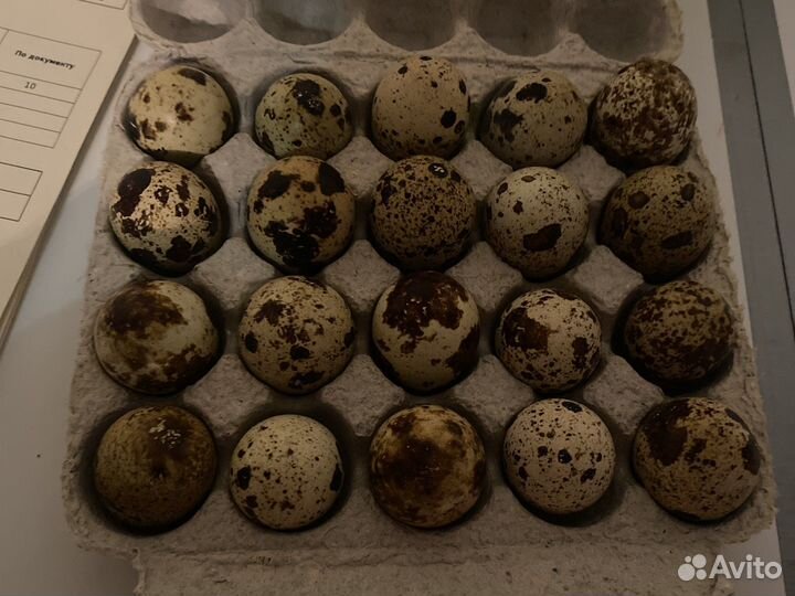 Яйца перепелиные домашние
