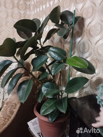 Фикус каучуконосный