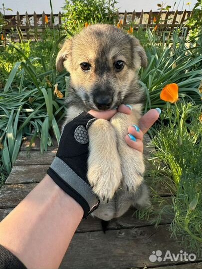 Маленький щенок в добрые руки