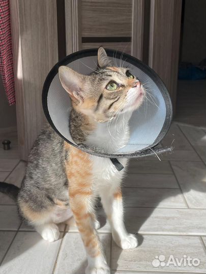 Ищем дом, помогите спасти кошечку