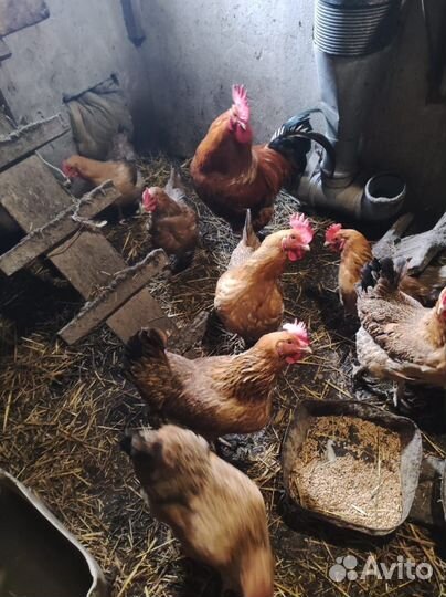 Инкубационное яйцо кучинская юбилейная