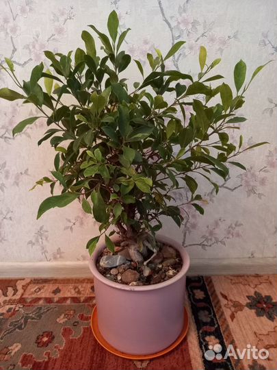 Фикус Микрокарпа (Ficus Microcarpa)