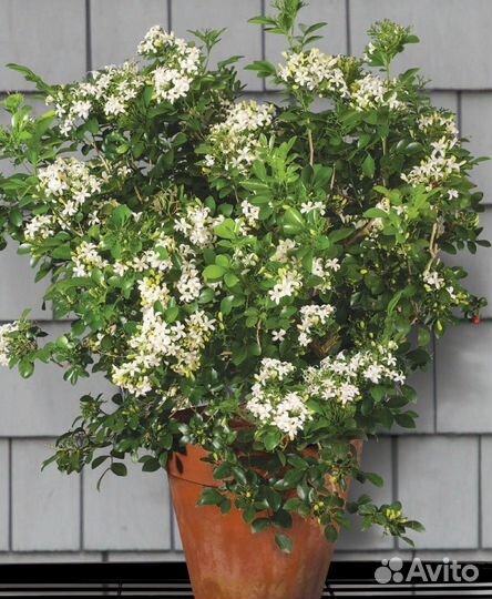 Муррайя метельчатая (японская)