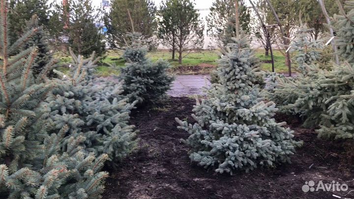 Ель голубая Глаука