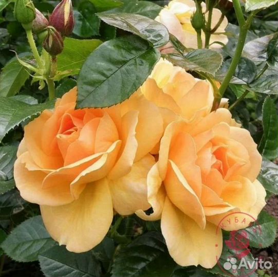 Саженцы роз хансештадт росток осень 2023г