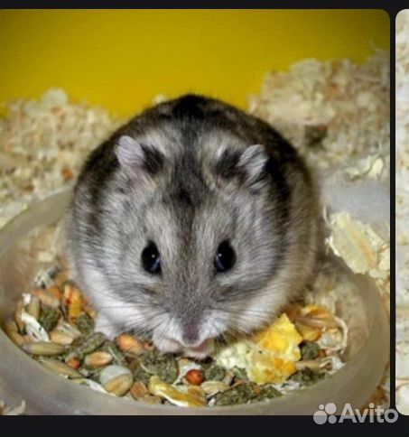 Джунгарский хомяк бесплатно