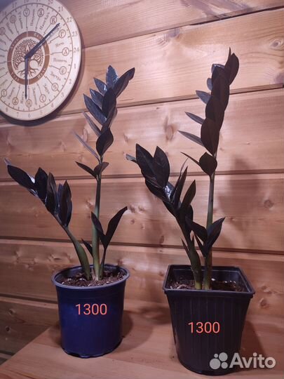 Замиокулькас черный равен