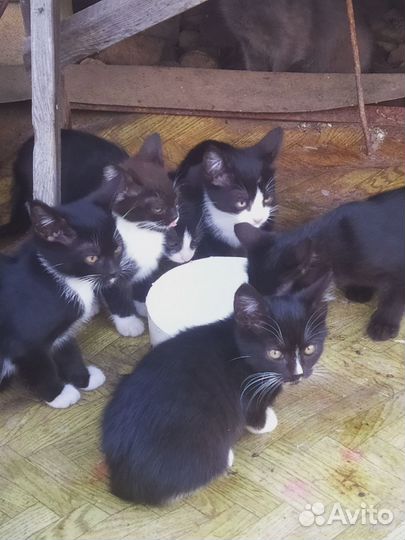 Котята в добрые руки даром