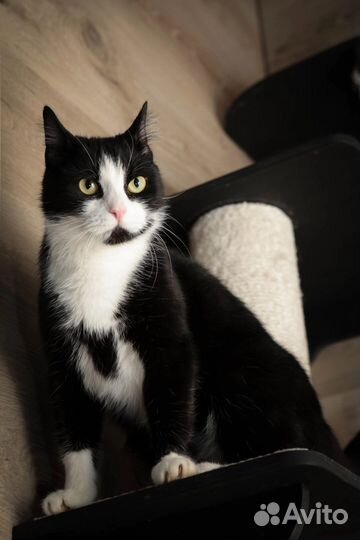 Кот в добрые руки