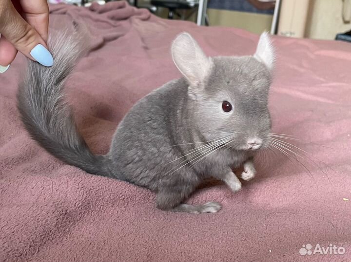 Ручная шиншилла 3 месяца