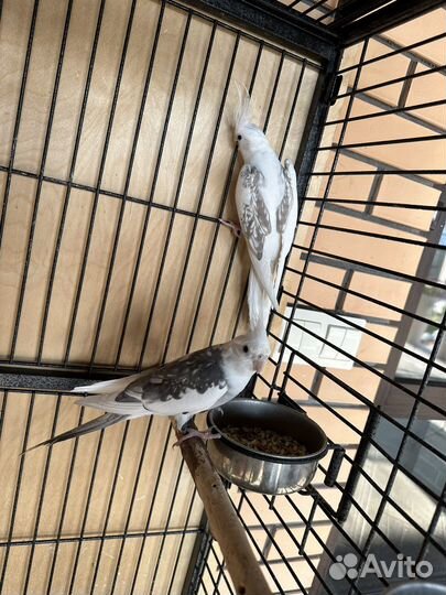 Попугай корелла