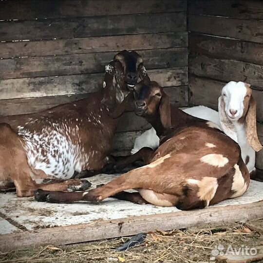 Козье молоко