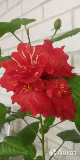 Гибискус махровый сортовой