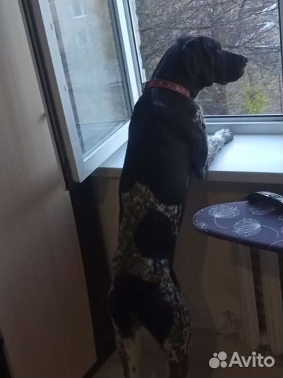 Курцхаар вязка