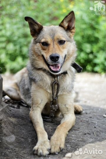 Тор - кобелек в добрые руки