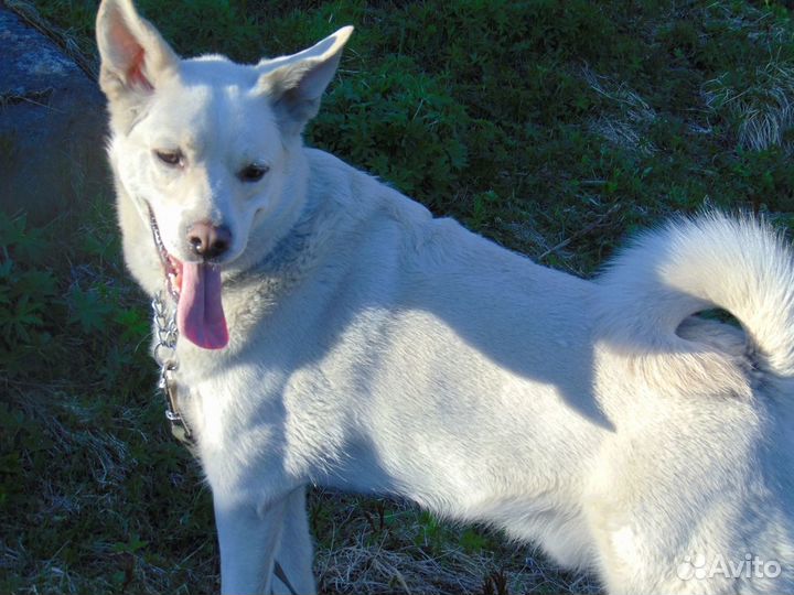 Каспер ищет дом