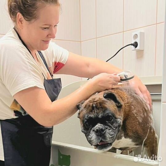 Стрижка кошек и собак с выездом на дом