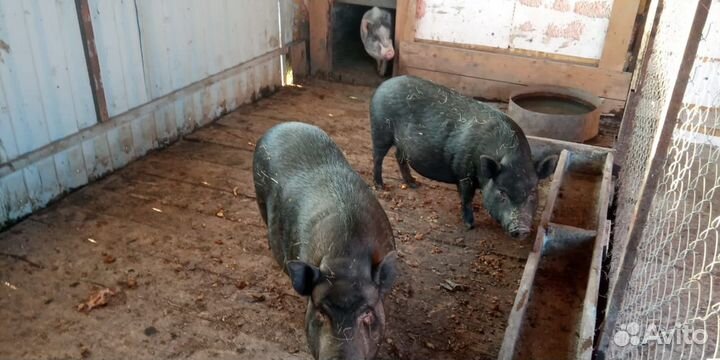 Мясо вьетнамской свиньи