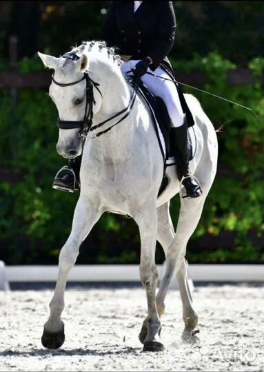 Выездковый мерин