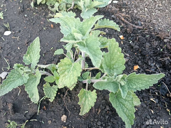 Мята, мелисса