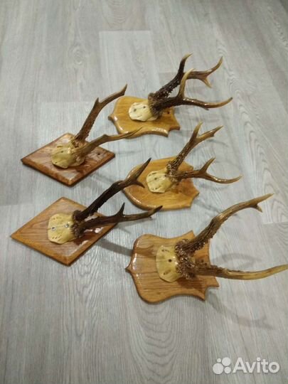 Рога косули Рога оленя