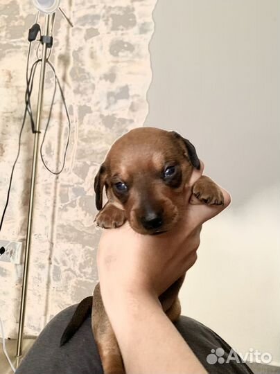 Щенки карликовой таксы