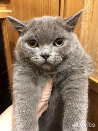 Экзотическая кошка