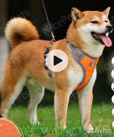 Шлейка для собаки