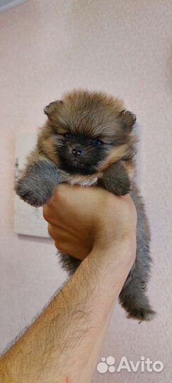 Померанский шпиц мини