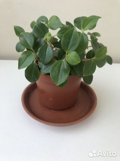 Пеперомия, колеус