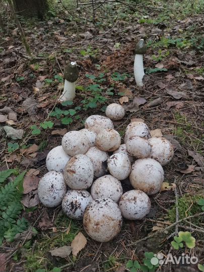 Опята свежие